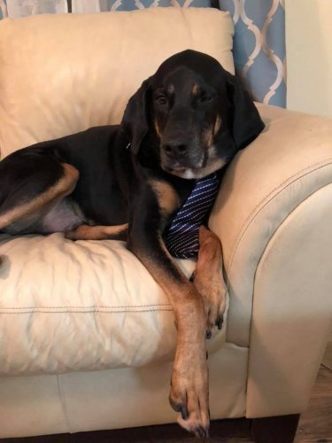 Detroit the Lab Hound Mix2
